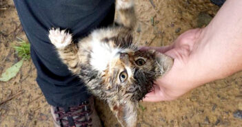 森の中で必死にしがみついてきた子猫を保護すると… 家に向かう車の中で幸せそうな姿を見せてくれた (*´ェ`*) 森の中で出会った子猫