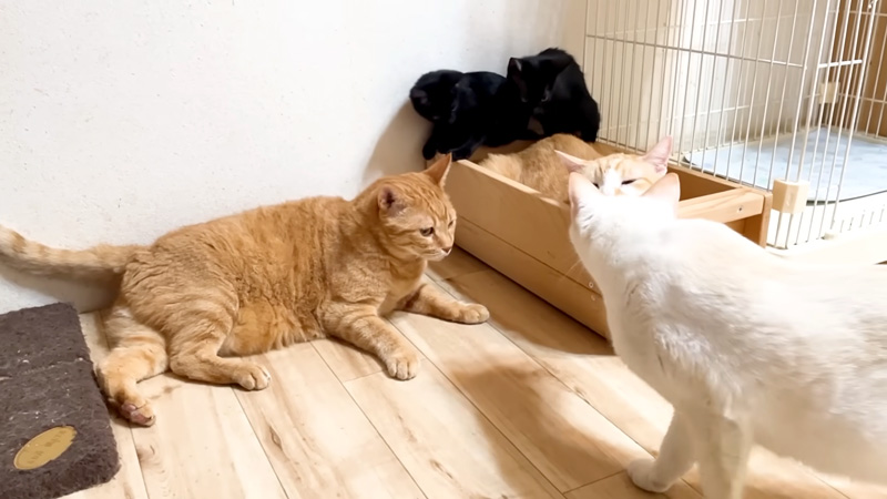 避難する子猫達