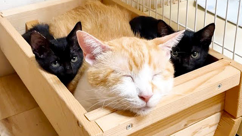 先住猫の横に避難する子猫達