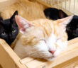 先住猫の横に避難する子猫達