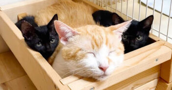 先住猫の横に避難する子猫達