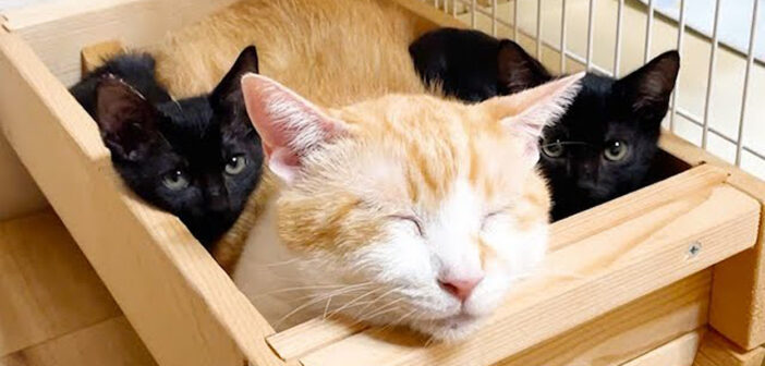 先住猫の横に避難する子猫達