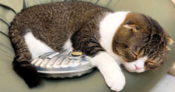 生まれて初めての湯たんぽが気持ち良すぎた猫。すっかり手放せなくなってしまったようで、愛らしい姿を見せてくれた♡ 湯たんぽに寄り添う猫