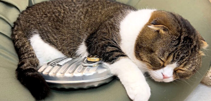 生まれて初めての湯たんぽが気持ち良すぎた猫。すっかり手放せなくなってしまったようで、愛らしい姿を見せてくれた♡ 湯たんぽに寄り添う猫