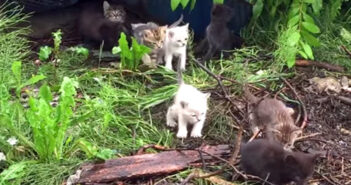 野良猫を保護しようと猫の鳴きマネをすると… 20匹の子猫が姿を現し、次々と駆け寄って来た！