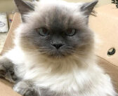 「迎えに来てくれたの?」家を14歳で失った老猫。保護施設に会いに来てくれた女性に優しさを感じ、再び愛情を求め始める