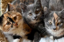 3匹の保護子猫達