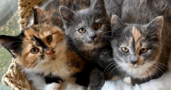 3匹の保護子猫達