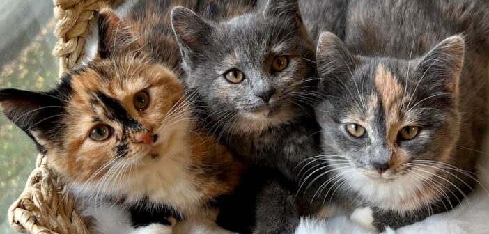 3匹の保護子猫達