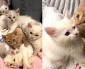 6匹の兄弟と一緒に保護された茶トラの子猫。目立つ容姿と可愛い個性で、家の中にたくさんの幸せを運び続ける！