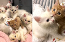 保護された子猫達