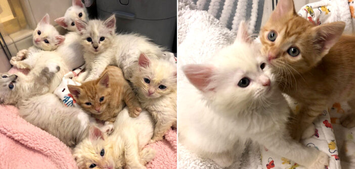 6匹の兄弟と一緒に保護された茶トラの子猫。目立つ容姿と可愛い個性で、家の中にたくさんの幸せを運び続ける！