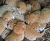 寒さに震えながら、庭の片隅で身を寄せ合っていた8匹の子猫。暖かい家の中に迎えられると幸せいっぱいの毎日が始まる