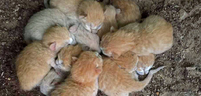 寒さに震えながら、庭の片隅で身を寄せ合っていた8匹の子猫。暖かい家の中に迎えられると幸せいっぱいの毎日が始まる