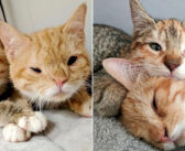 寒さの中、助けが来るまで温め合っていた子猫達。優しい家族の元で幸せな温もりを感じながら、いつまでも寄り添い続ける