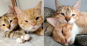 寒さの中、助けが来るまで温め合っていた子猫達。優しい家族の元で幸せな温もりを感じながら、いつまでも寄り添い続ける