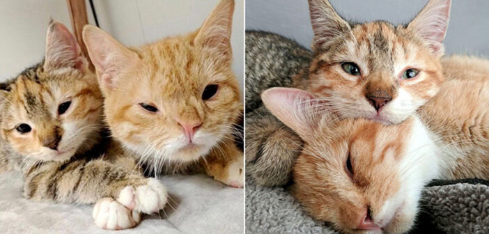 寒さの中、助けが来るまで温め合っていた子猫達。優しい家族の元で幸せな温もりを感じながら、いつまでも寄り添い続ける