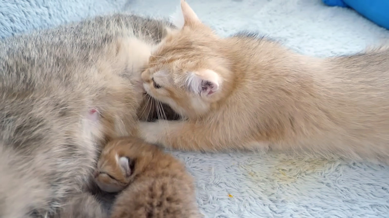 ミルクを飲む大きな子猫