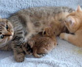 ミルクを飲んでいるのが大きな子猫だと知ってビックリする母猫。赤ちゃん返りしちゃった子猫の姿にキュンとする♡