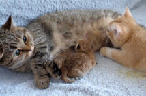 大きな子猫がミルクを飲んでいてビックリする母猫