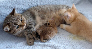 ミルクを飲んでいるのが大きな子猫だと知ってビックリする母猫。赤ちゃん返りしちゃった子猫の姿にキュンとする♡