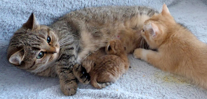 ミルクを飲んでいるのが大きな子猫だと知ってビックリする母猫。赤ちゃん返りしちゃった子猫の姿にキュンとする♡