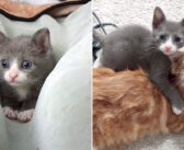 ひとりで震えながら必死に這っていたところを助け出された子猫。決して自分の命を諦めず、保護先で最高の出会いを果たす