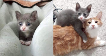 ひとりで震えながら必死に這っていたところを助け出された子猫。決して自分の命を諦めず、保護先で最高の出会いを果たす