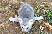 腕が開いた子猫