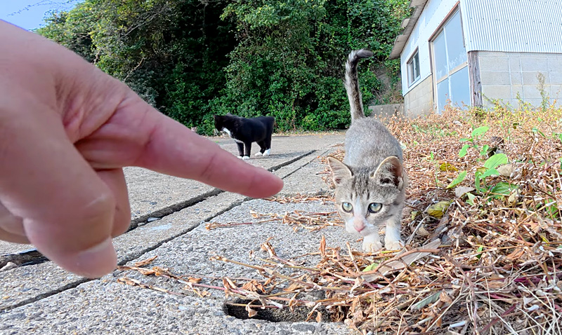 子猫に挨拶
