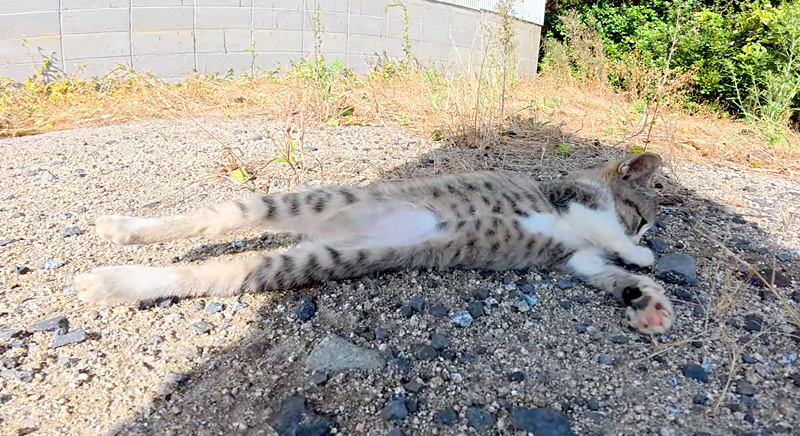 ヘソ天姿の子猫