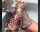 保護されてからずっと威嚇し続けていたとは思えない！ お風呂に入った瞬間に完全に身を委ねる子猫にホッとする♡