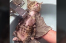 お風呂に入る子猫