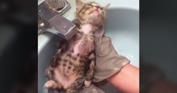 保護されてからずっと威嚇し続けていたとは思えない！ お風呂に入った瞬間に完全に身を委ねる子猫にホッとする♡