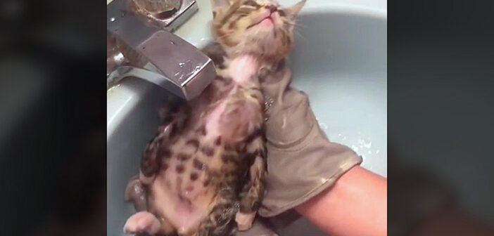 保護されてからずっと威嚇し続けていたとは思えない! お風呂に入った瞬間に完全に身を委ねる子猫にホッとする♡