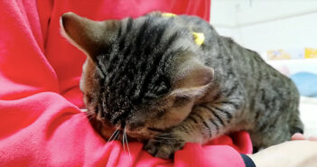 驚くほどの甘えん坊♪ 目覚めてすぐに飼い主さんに突撃して、猛烈に甘え始める子猫の様子にキュンとする ( *´艸`)♡