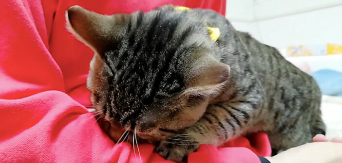 驚くほどの甘えん坊♪ 目覚めてすぐに飼い主さんに突撃して、猛烈に甘え始める子猫の様子にキュンとする ( *´艸｀)♡