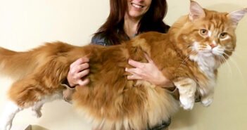 誰もが驚くほどの巨大な猫さん。その大きな体で、迎えてくれた家族の元にたくさんの笑顔と幸せを届け続ける♪