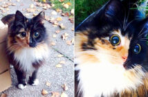 目の見えない猫