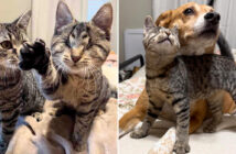 目が見えない子猫