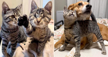 親友になることを決意して、他の子猫の家にこっそりと侵入した盲目の子猫。その積極的な行動が人生を大きく変える!