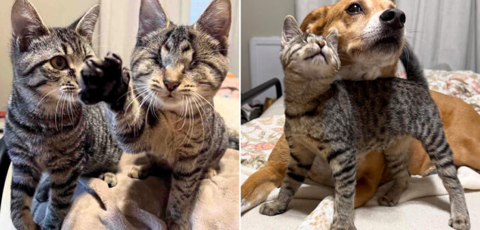親友になることを決意して、他の子猫の家にこっそりと侵入した盲目の子猫。その積極的な行動が人生を大きく変える!