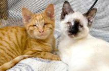 目の見えない子猫達