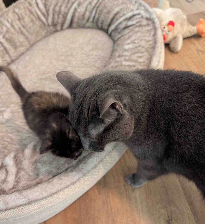 頭をぶつける猫達