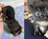 水たまりで発見されて命をつないだ子猫。独りぼっちだった子猫と親友になって、一緒に成長していく姿に心が温まる