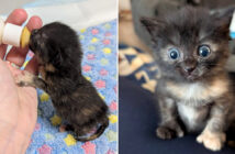 水たまりで発見された子猫