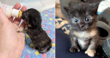 水たまりで発見された子猫