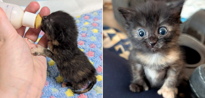 水たまりで発見されて命をつないだ子猫。独りぼっちだった子猫と親友になって、一緒に成長していく姿に心が温まる