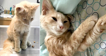 大きな失恋によって心が壊れていた男性。窓の外で助けを求めていた病気の子猫を救うと、人生が大きく変わる