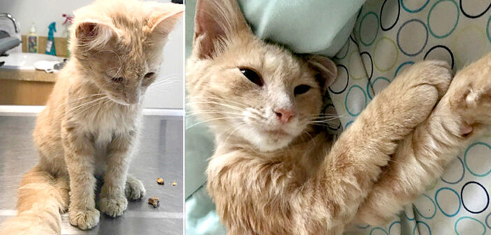 大きな失恋によって心が壊れていた男性。窓の外で助けを求めていた病気の子猫を救うと、人生が大きく変わる